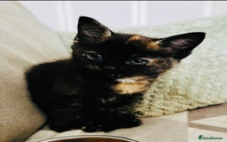 British Shorthair cats for sale: Little Tortoise Girl looking for forever home  - Image 1