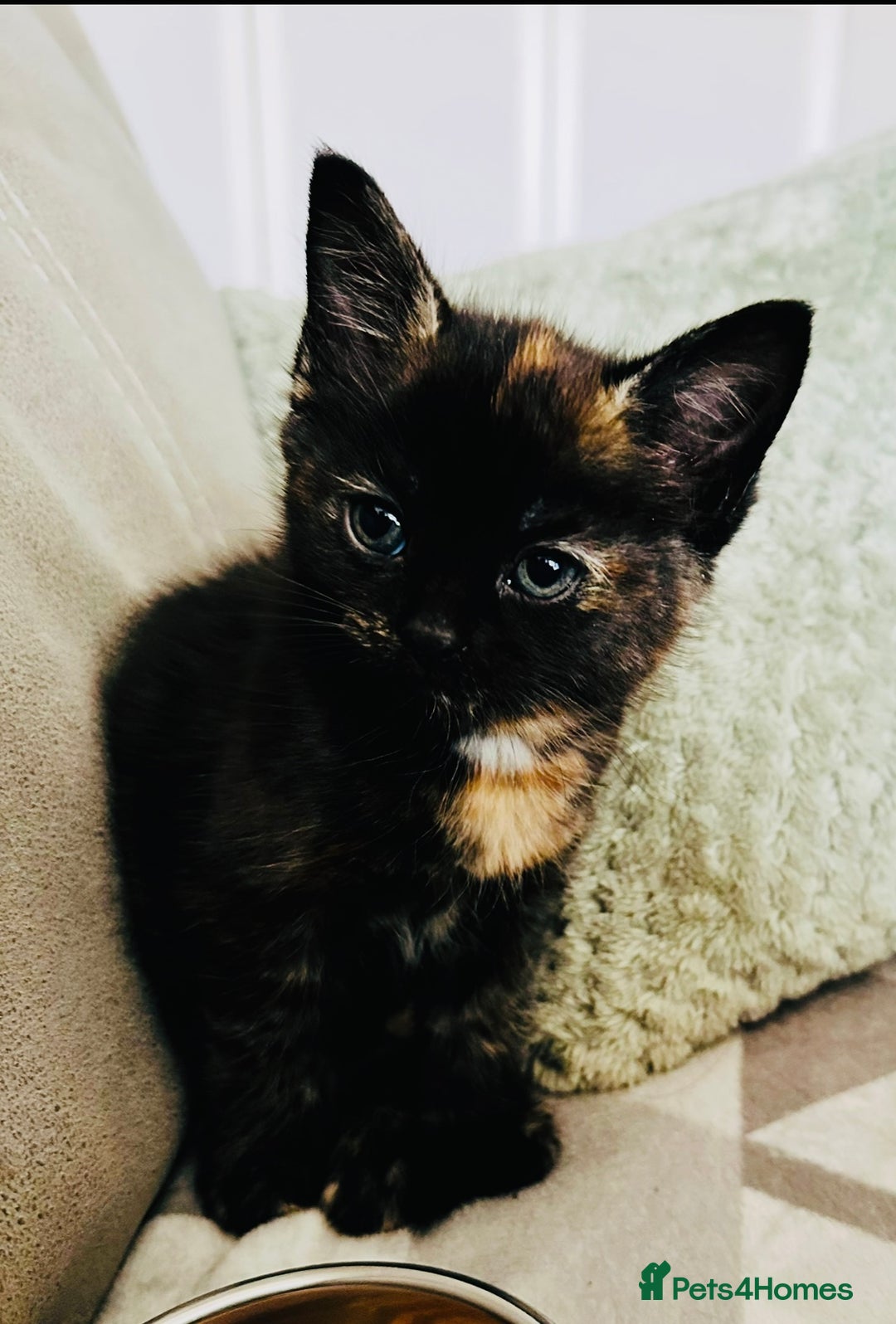 British Shorthair cats for sale: Little Tortoise Girl looking for forever home  - Image 1