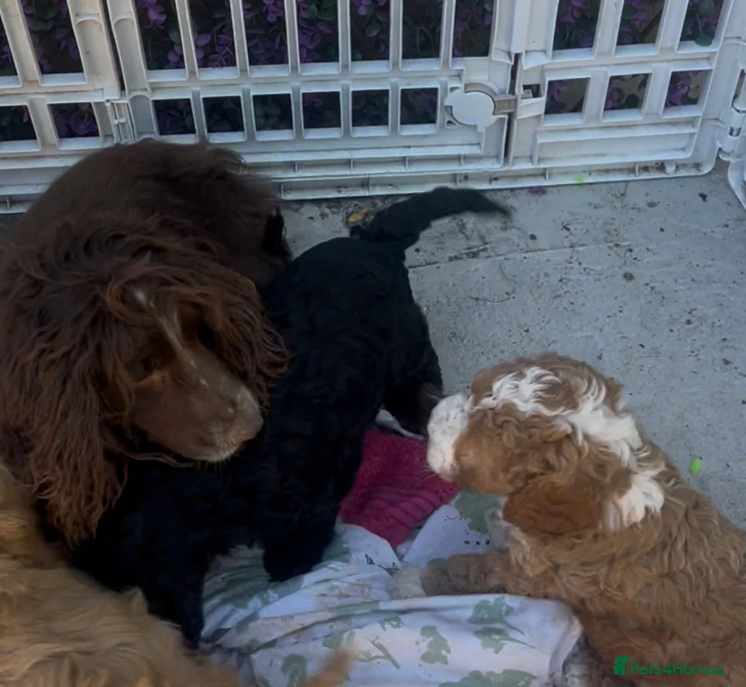 Cockapoo dogs for sale: Cockapoo puppies  - Advert 2
