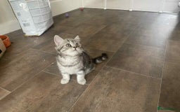 British Shorthair cats for sale: Silver spotted British Shorthair kittens  - Image 9