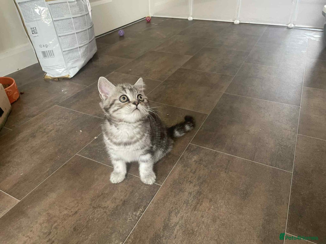 British Shorthair cats for sale: Silver spotted British Shorthair kittens  - Image 9