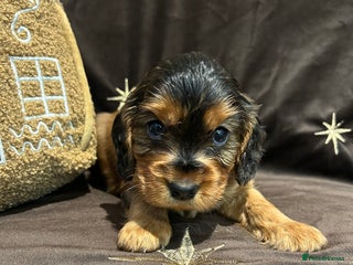 Cockalier dogs Adorable cockalier puppies 💙🩵💜❤️🩷 - Advert 1