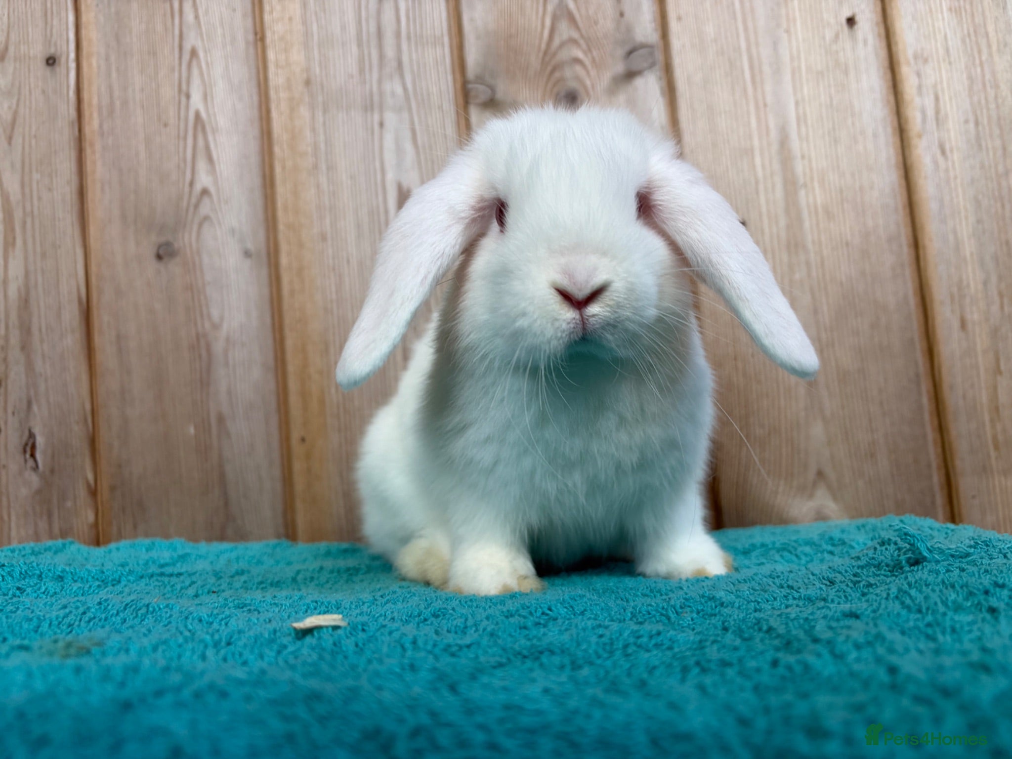 Mini Lop rabbits REW Mini Lop Babies Ready To Leave Now  - Advert 1