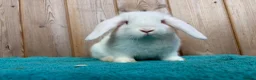 Mini Lop rabbits for sale: REW Mini Lop Babies Ready To Leave Now  - Advert 1