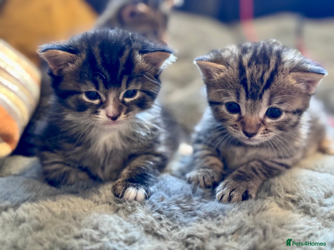 Bengal cats for sale: Bengal X Ragdoll - Image 11