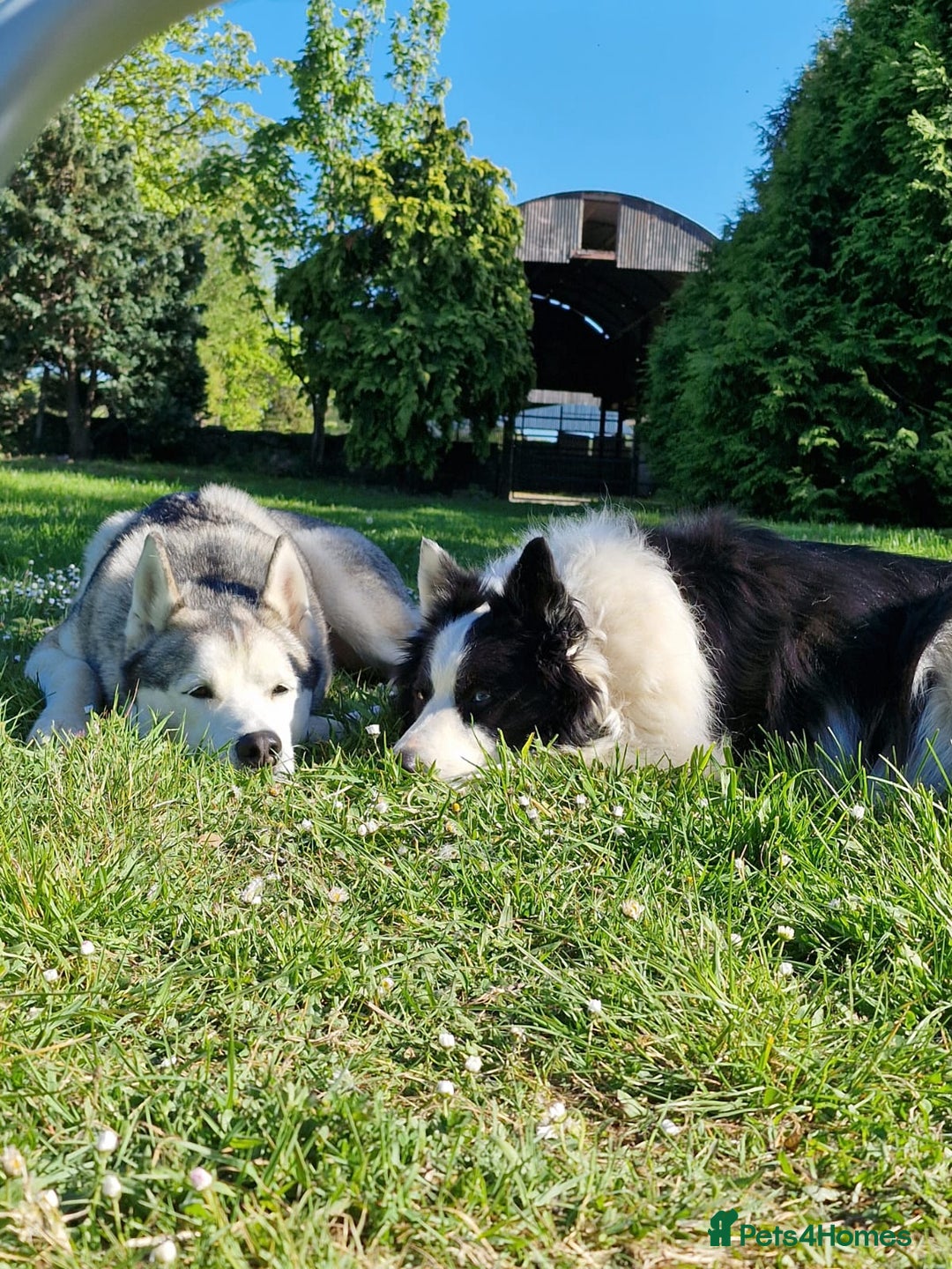 Siberian Husky dogs for sale: Circumstances Forces Sad Sale - Advert 2