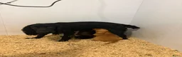Cocker Spaniel dogs for sale: 2 cocker spaniels puppys available  - Advert 7