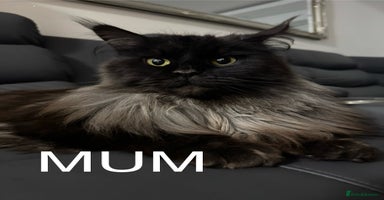 Maine Coon cats - Advert 4