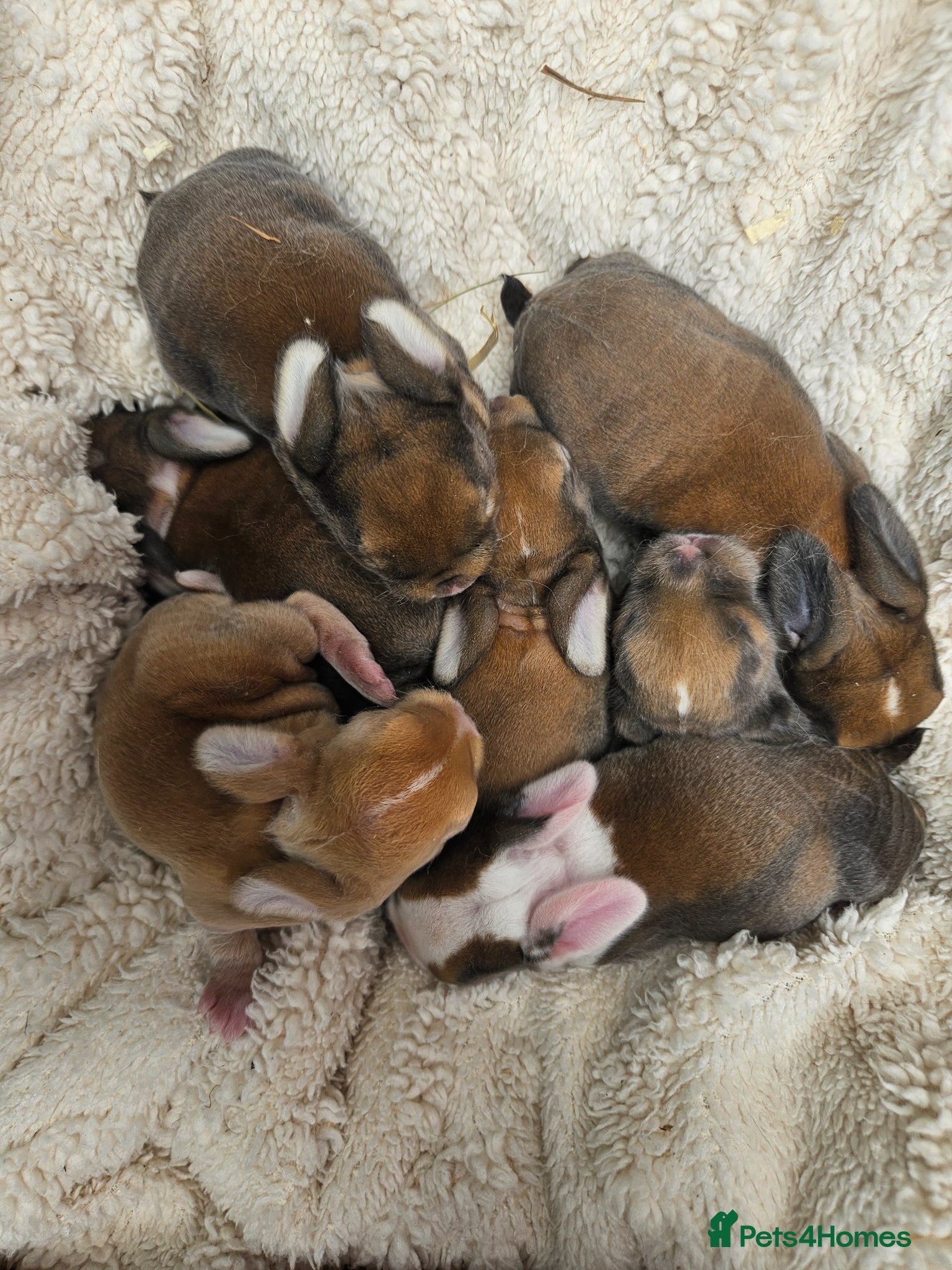 Mini Lop rabbits SOLD Mini Plush Lops - Suffolk - Advert 1
