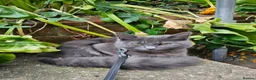 Nebelung cats for sale: Nebelung cross Ragdoll blue grey kitten. in Havant - Advert 22