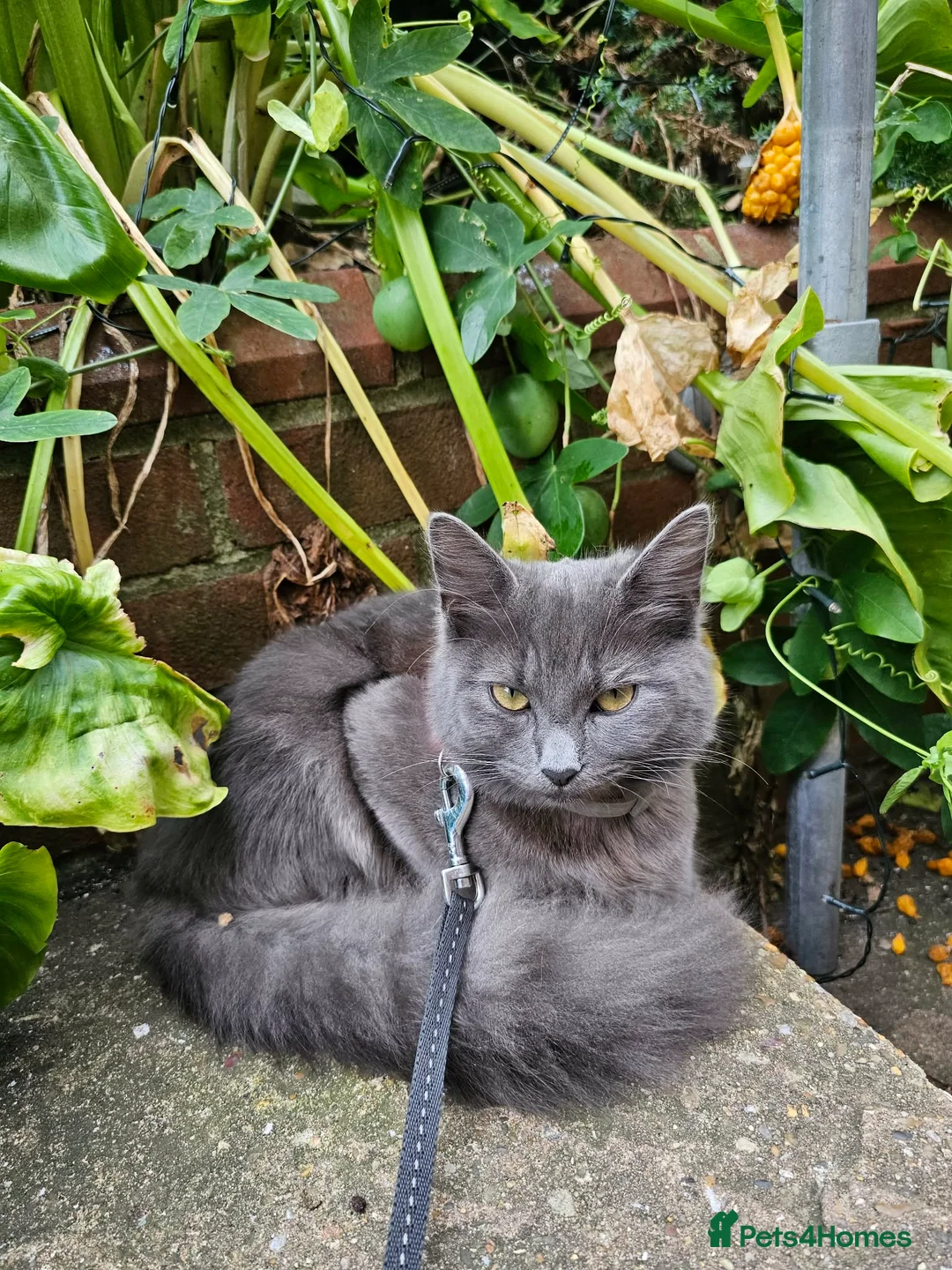 Nebelung cats for sale: Nebelung cross Ragdoll blue grey kitten. in Havant - Advert 22