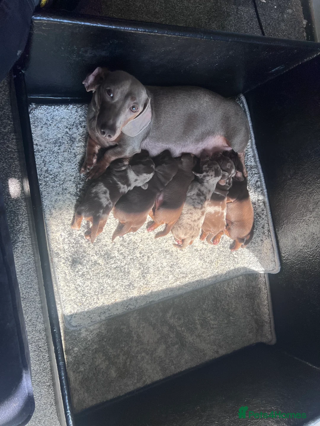 Dachshund dogs for sale: Puppy’s girl and boy  - Advert 2