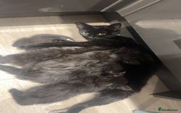 Domestic Shorthair cats for sale: Fluffy black kittens  - Image 10