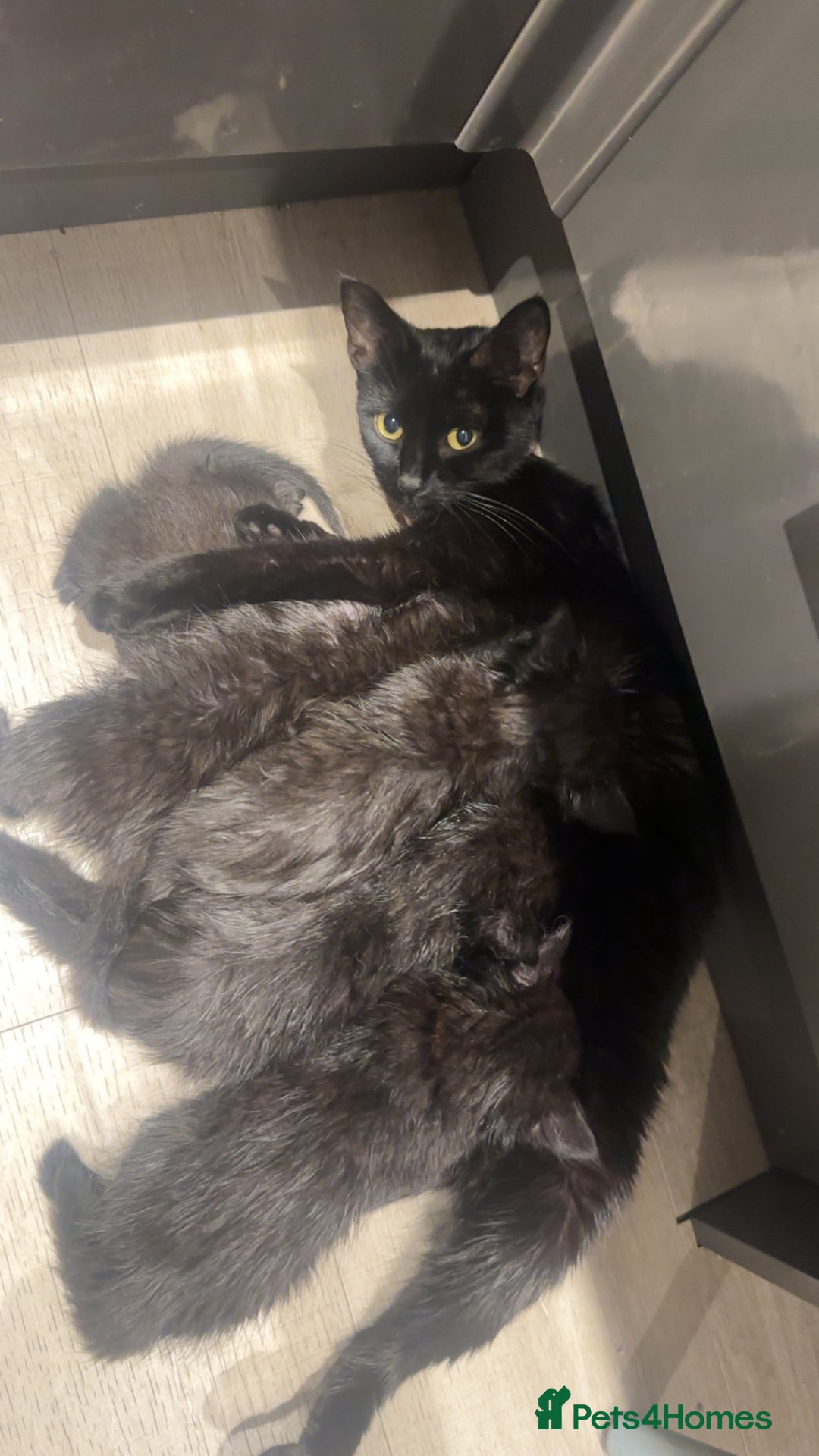 Domestic Shorthair cats for sale: Fluffy black kittens  - Image 10