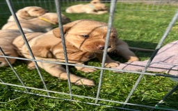 Labrador Retriever dogs for sale: Beautiful Labrador Puppies  - Image 12
