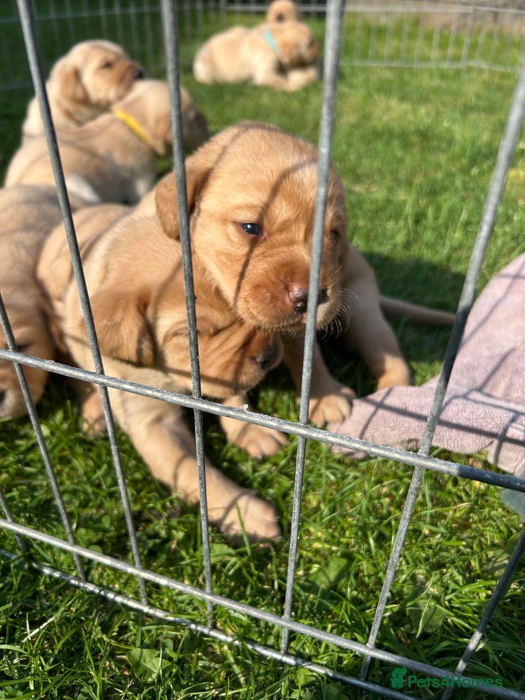 Labrador Retriever dogs for sale: Beautiful Labrador Puppies  - Image 12