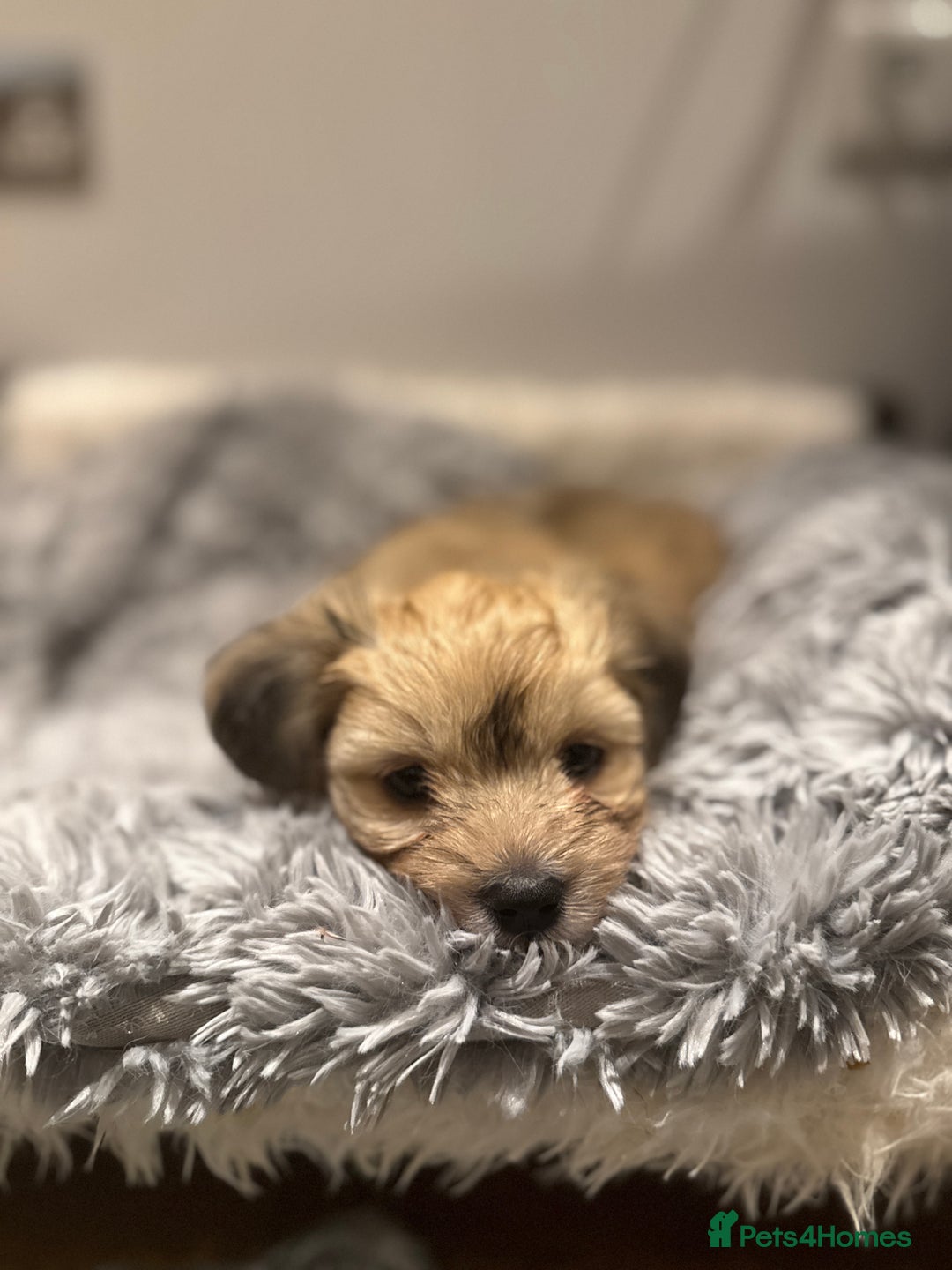 Mixed Breed dogs for sale: Unique mix - Maltese x JackChi Puppies - Advert 25