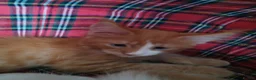Maine Coon cats for sale: Russian bloodline Maine coon kittens in Leeds - Advert 14