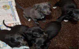 Mixed Breed dogs for sale: Bedlington Whippet puppies - Image 4