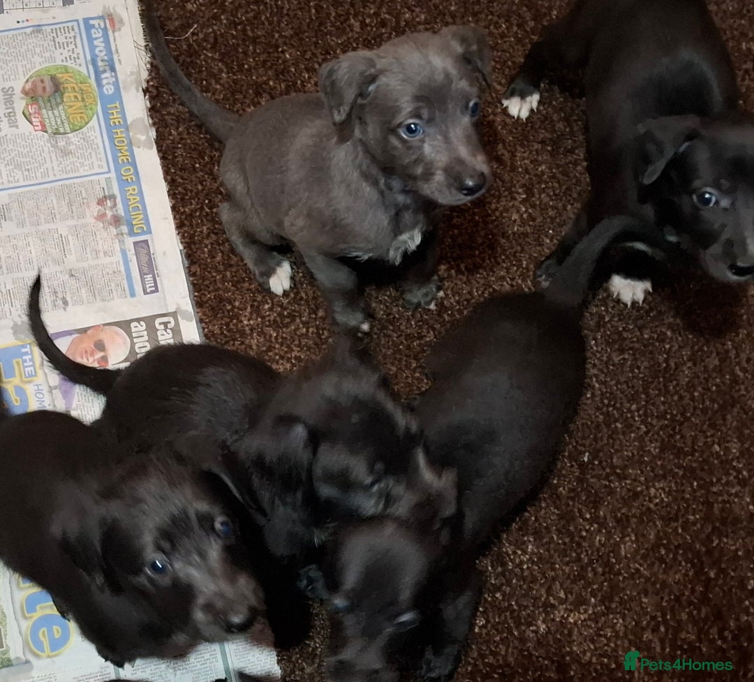 Mixed Breed dogs for sale: Bedlington Whippet puppies - Image 4