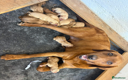 Labrador Retriever dogs for sale: KC Reg Fox Red Labrador pups.Council licensed. - Image 14