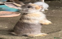Mini Lop rabbits for sale: Mini Lops & H/LopxLion nearly7w Read description) - Image 12