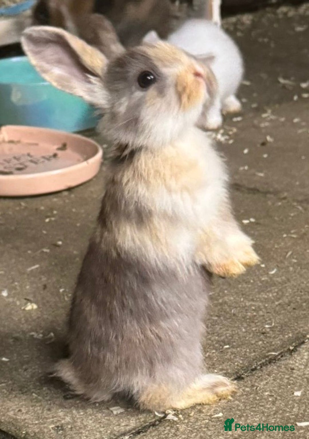 Mini Lop rabbits for sale: Mini Lops & H/LopxLion nearly7w Read description) - Image 12