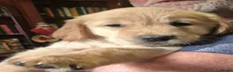 Golden Retriever dogs for sale: KC Registered Golden Retriever puppies - Advert 8