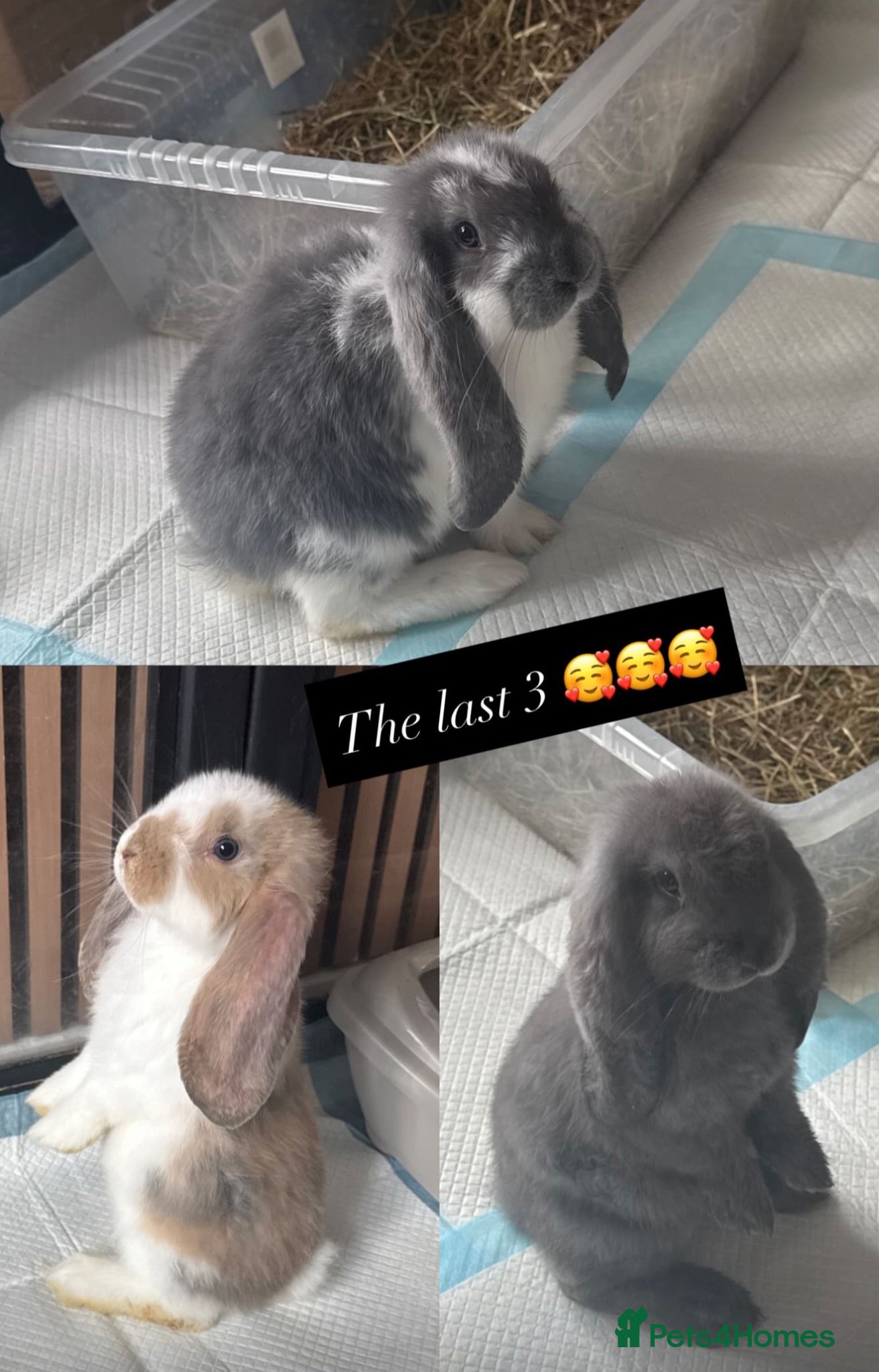 French Lop rabbits Giant French lop rabbits 3 left  - Advert 4