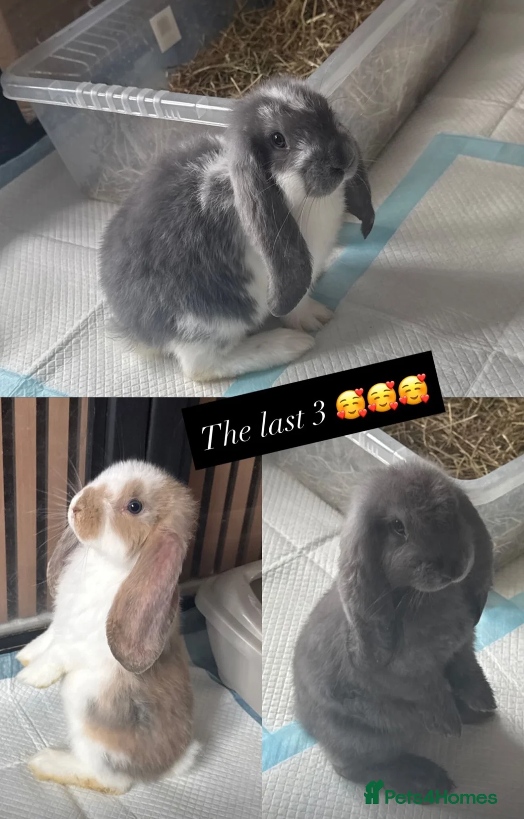 French Lop rabbits for sale: Giant French lop rabbits 3 left  - Advert 1