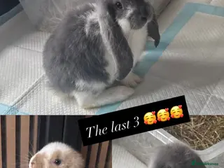French Lop rabbits Giant French lop rabbits 3 left - Advert 1