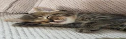 Mixed Breed cats for sale: Bengal X  - Advert 22