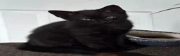 Domestic Shorthair cats for sale: 3 kittens ready to go now in Wickford - Advert 13