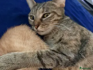 British Shorthair cats 4 beautiful male kittens - Advert 1