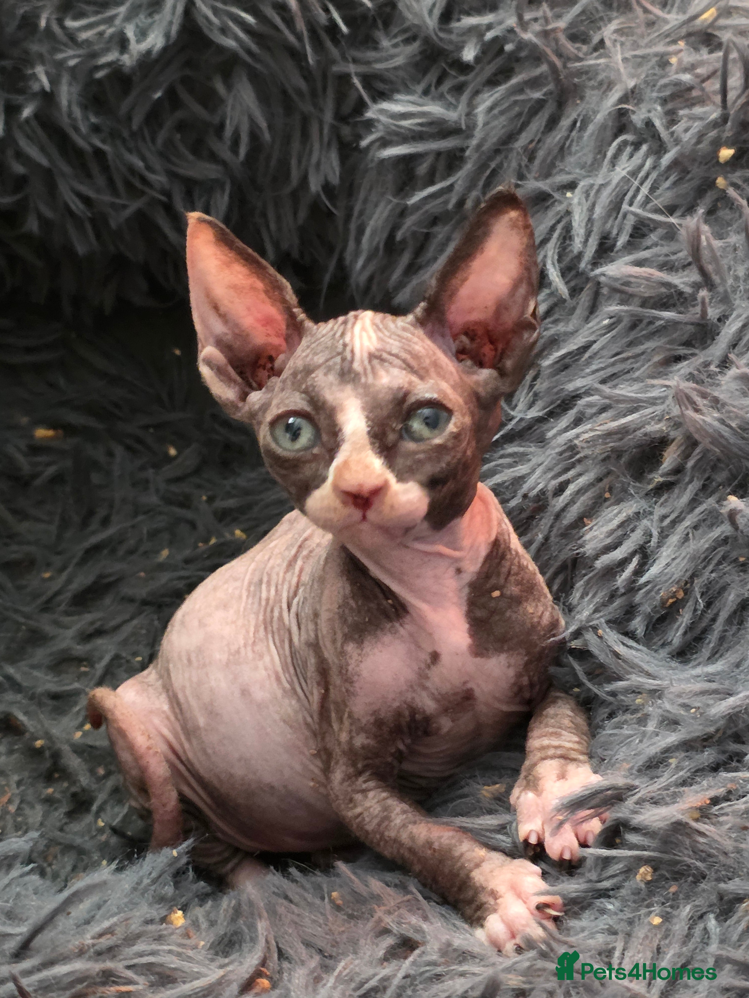 Sphynx Kitten 1