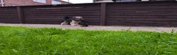 Yorkshire Terrier dogs for sale: Beautiful Yorkshire Terrier Pupp – 2 Girls & 1 Boy - Advert 5
