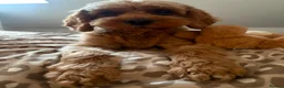 Cavapoo dogs for sale: Family Raised Cavapoo Puppies ready to Reserve!  - Advert 7