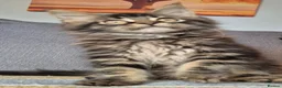 Maine Coon cats for sale: Maine coon kittens  - Advert 20