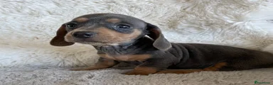 Dachshund 7