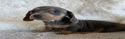 Dachshund dogs for sale: Gorgeous dachshund puppies deposit secure  - Advert 21