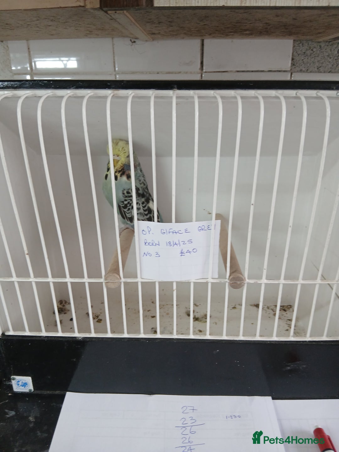 Budgerigars birds for sale: Budgies - Image 12