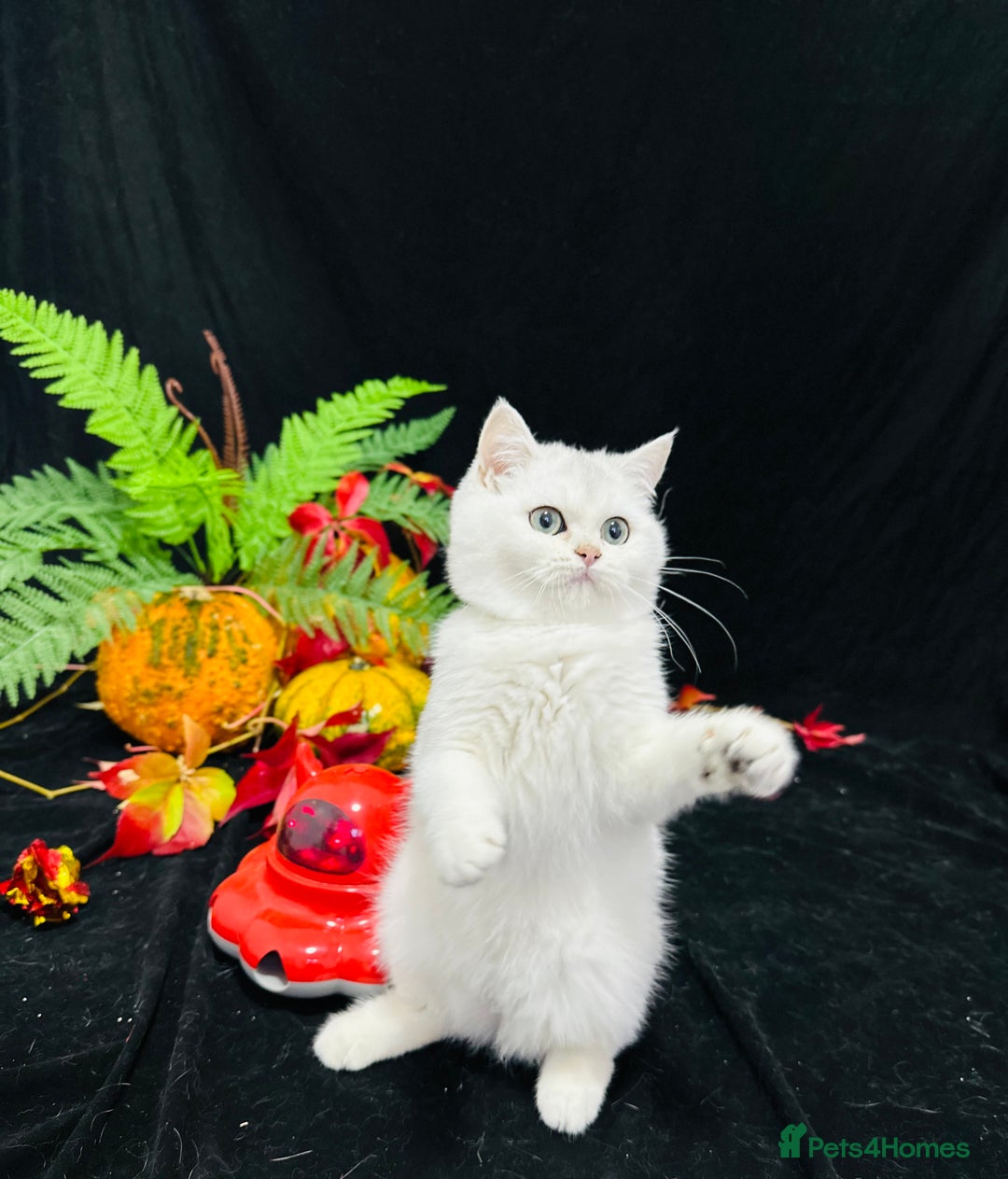 British Shorthair cats for sale: Tica British short hair kittens  - Image 22