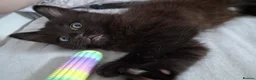 Mixed Breed cats for sale: Black and white mixed breed kitten - Advert 4