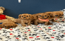 Cavalier King Charles Spaniel dogs for sale: Ruby Red Cavalier puppies ready for new homes ❤️ - Image 2