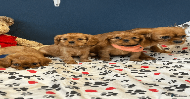 Cavalier King Charles Spaniel dogs - Advert 14