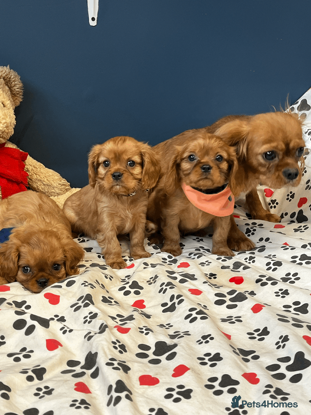 Cavalier King Charles Spaniel dogs for sale: Ruby Red Cavalier puppies ready for new homes ❤️ - Image 2