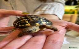 Hermann Tortoise reptiles for sale: Two Dwarf Hermann Tortoises & full set-up - Image 3