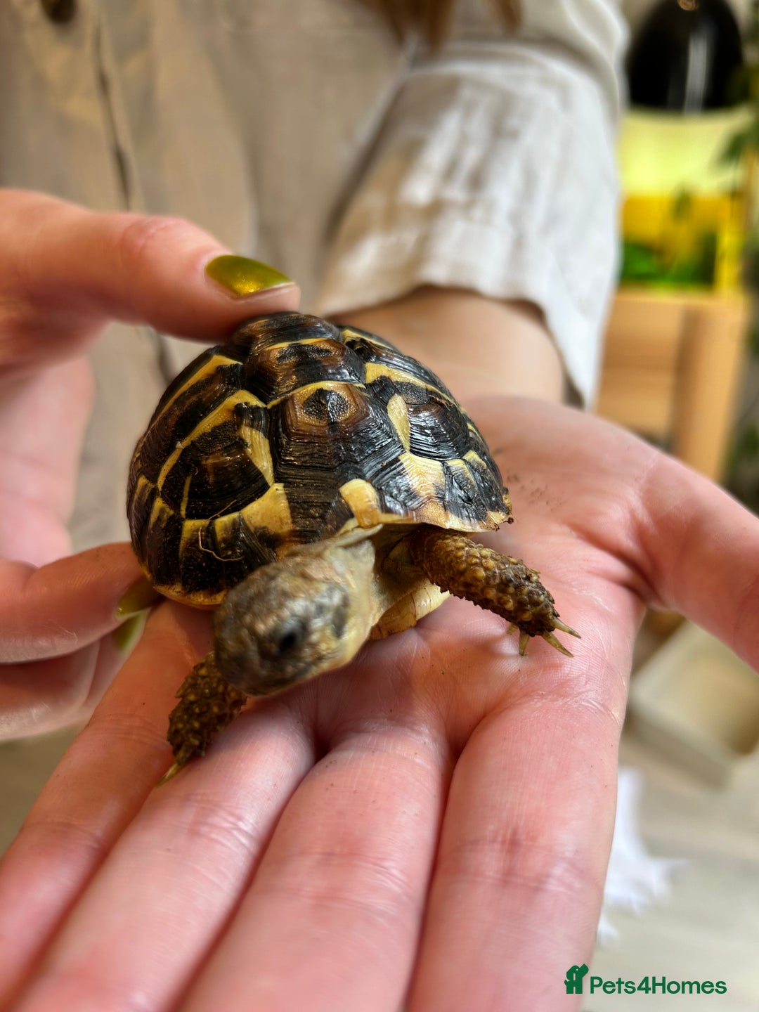 Hermann Tortoise reptiles for sale: Two Dwarf Hermann Tortoises & full set-up - Image 3