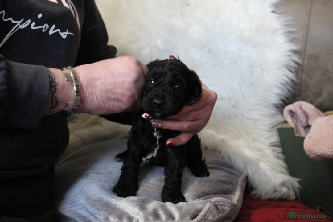 Cockapoo dogs for sale: Cockapoo puppies. - Advert 11