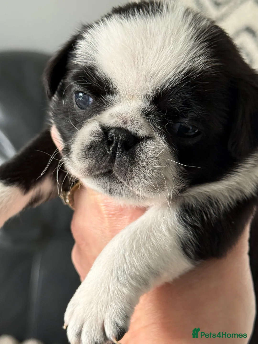 Pug dogs for sale: Black and white panda pug puppy male - Advert 10